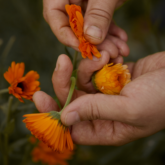 KEHÄKUKKA SEERUMI 30 ml