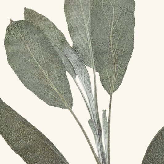 FRANTSILAN SALVIAUUTE 50 ml – Luonnollinen tuki vaihdevuosiin