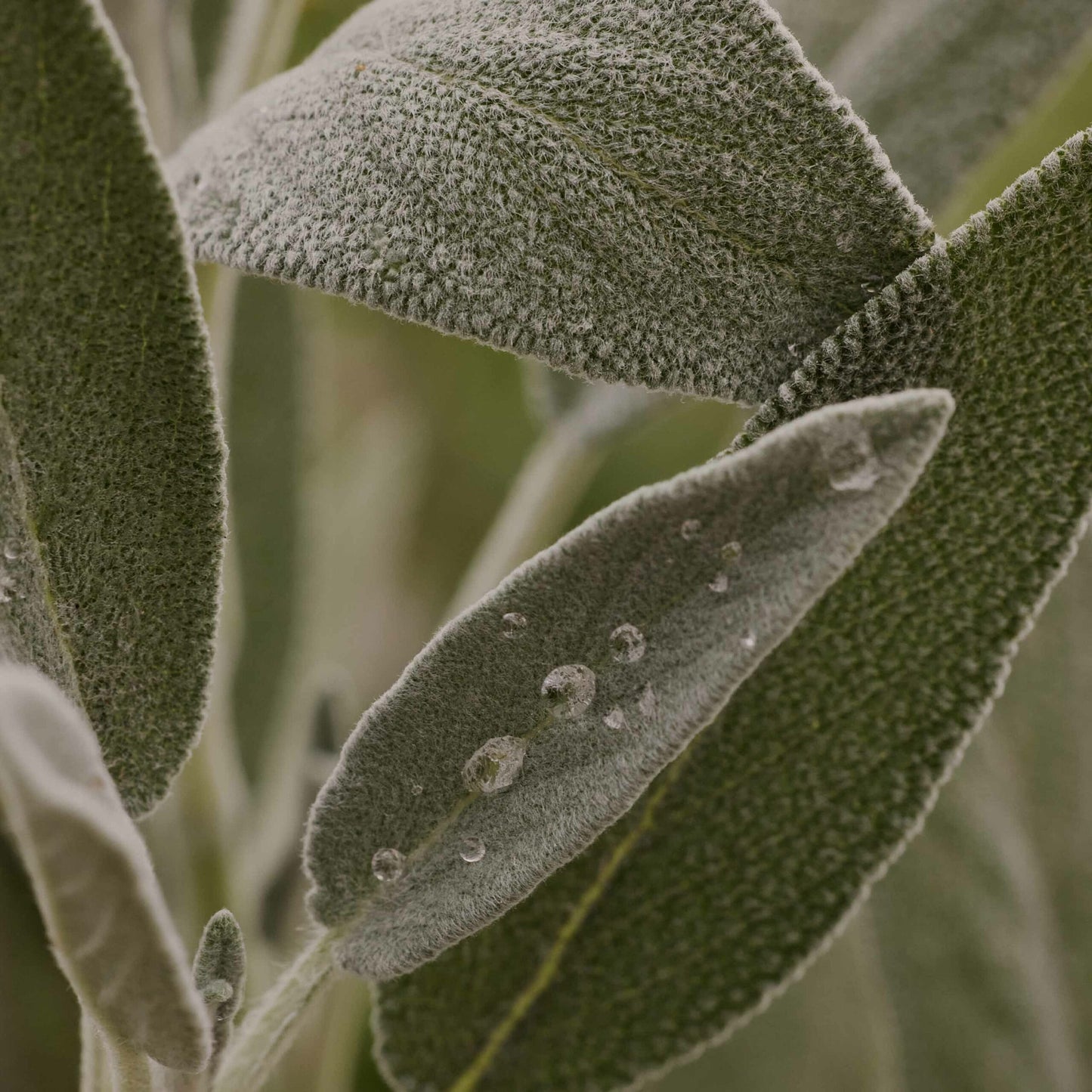 FRANTSILAN SALVIAUUTE 50 ml – Luonnollinen tuki vaihdevuosiin