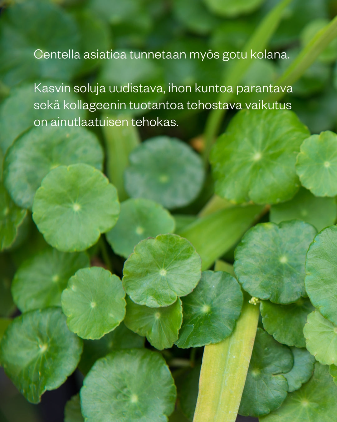 BILBERRY & CENTELLA CREAM 50 ml – tasapainottava kasvovoide rasvoittuvalle iholle