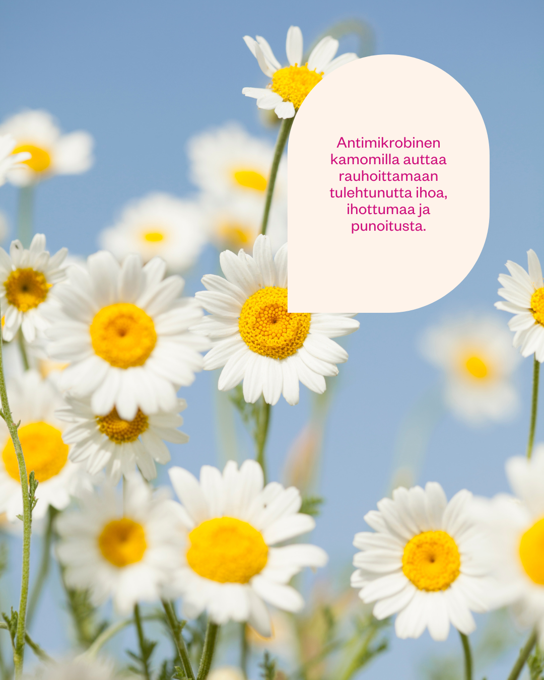 CHAMOMILE & PROBIOTICS Facial Mist 100 ml