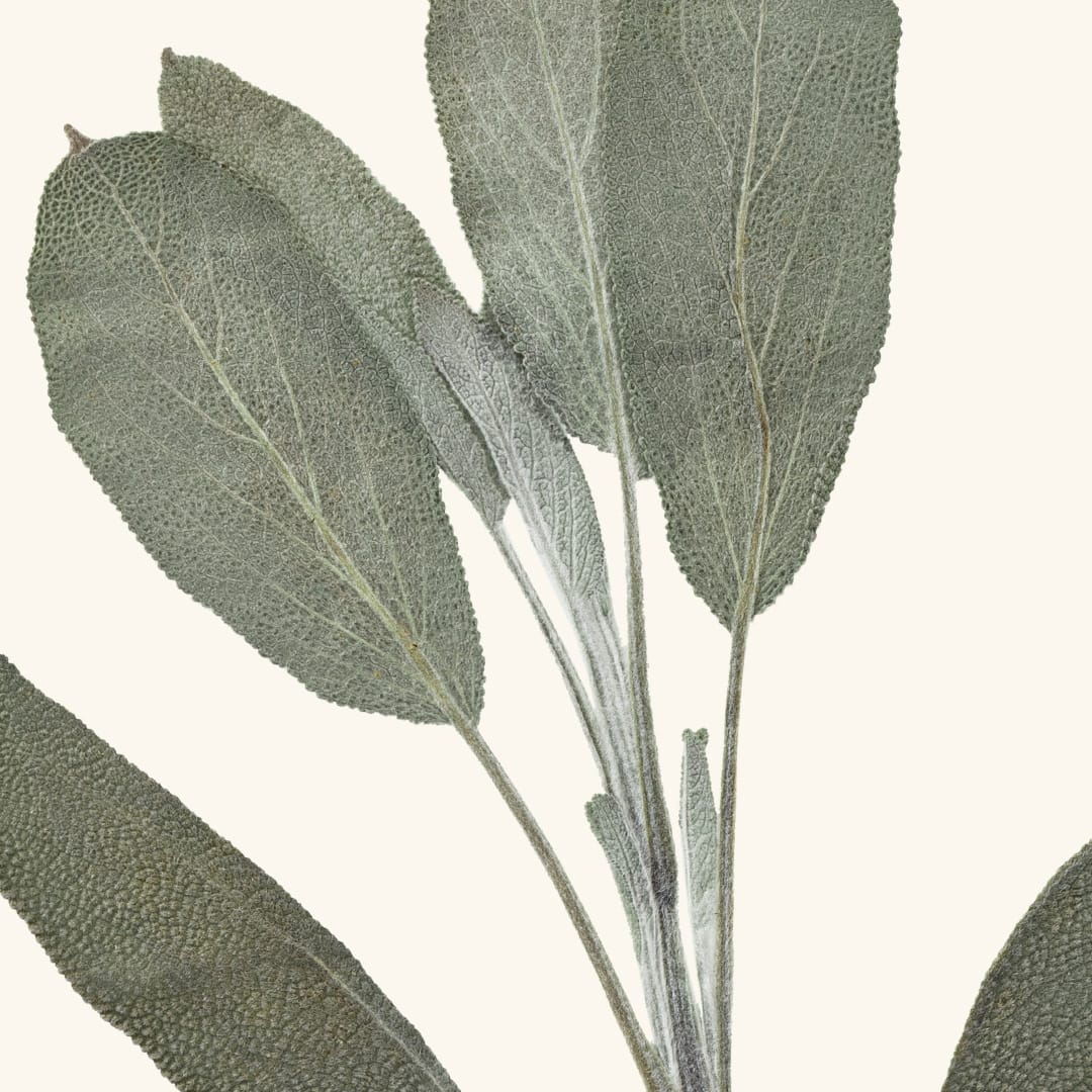 FRANTSILAN SALVIAUUTE 50 ml – Luonnollinen tuki vaihdevuosiin