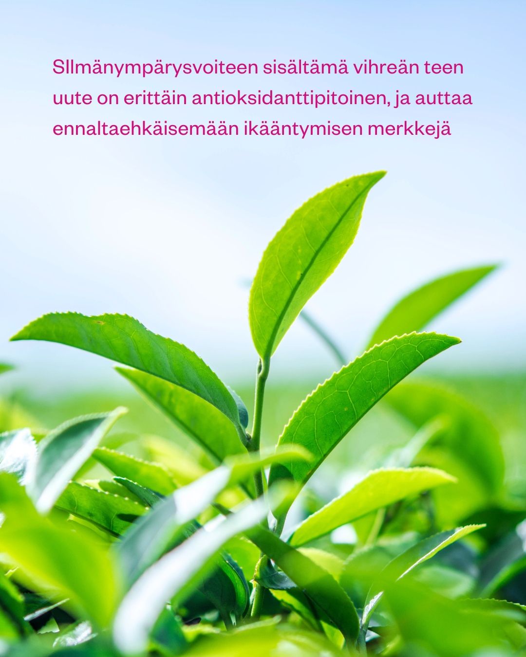 GREEN TEA & PEPTIDE EYE CREAM silmänympärysvoide tummille silmänalusille 15 ml